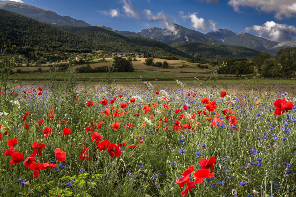 A field of poppies and wild flowers in front of a mountain range with blue sky and clouds in the background.