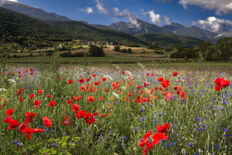 A field of poppies and wild flowers in front of a mountain range with blue sky and clouds in the background.