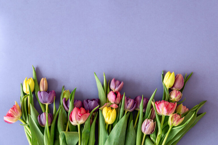 Flat lay floral spring composition, tulips on purple background.